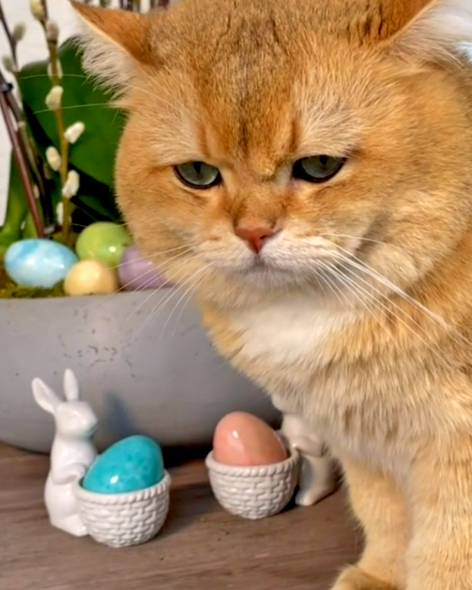 The Allure of British Shorthair Kittens