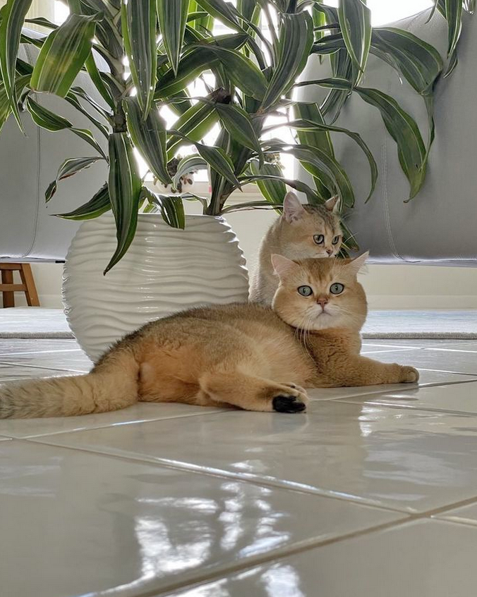 Creating a Beautiful Space for Kittens and Blooms