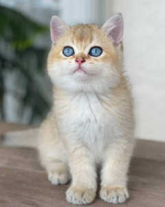 British shorthair kittens florida