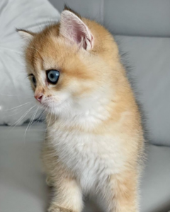 British shorthair kittens florida