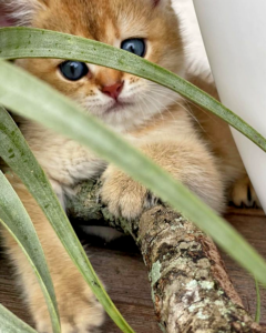 British short-hair kittens Florida