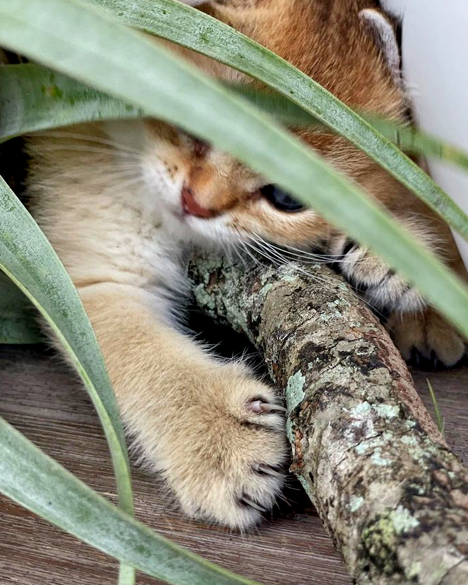 British short-hair kittens Florida