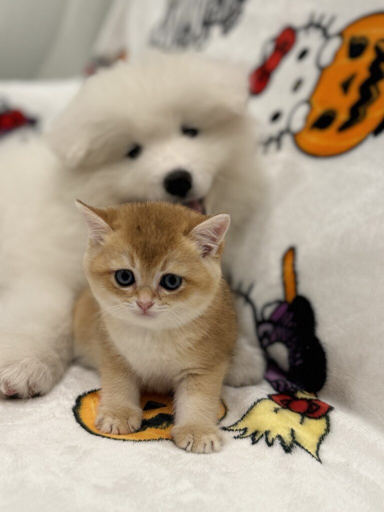 British Golden Shorthair Kittens Florida groomung