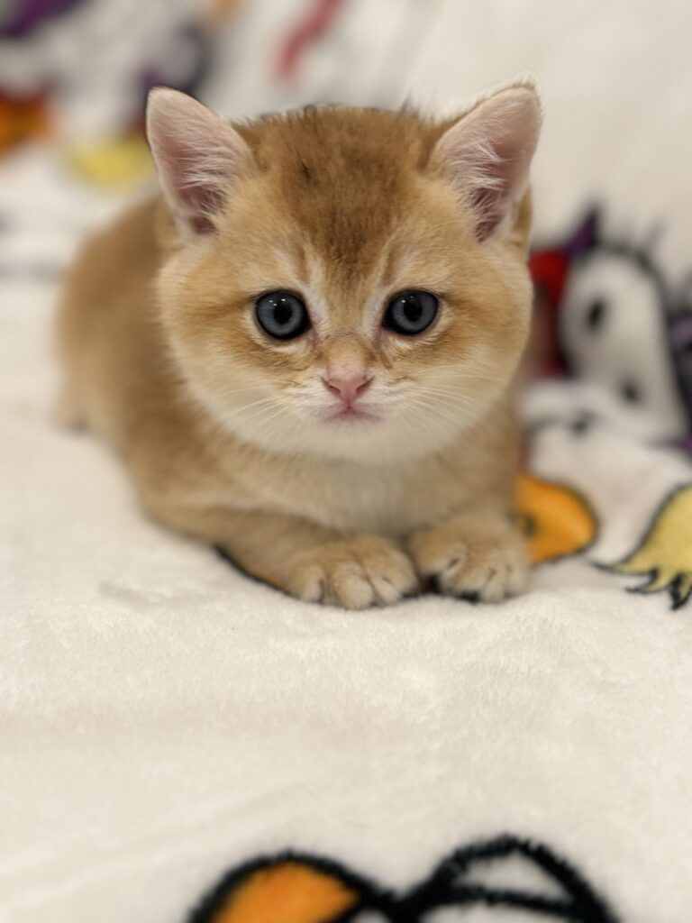 British Golden Shorthair Kittens Florida groomung