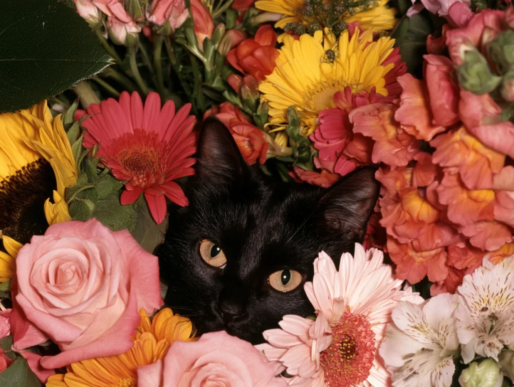A Cat-Safe Guide to Flowers, Bouquets, and Houseplants