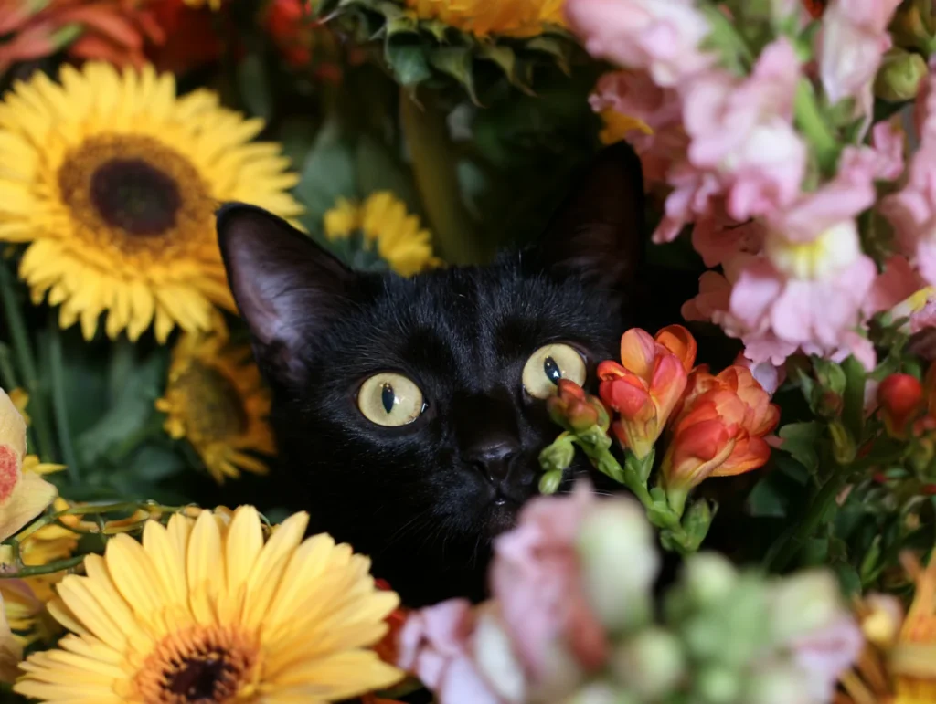 A Cat-Safe Guide to Flowers, Bouquets, and Houseplants